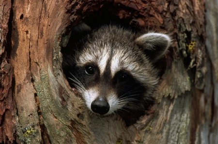 Raccoon - nest, raccoon, image, animal, tree, cute, hollow