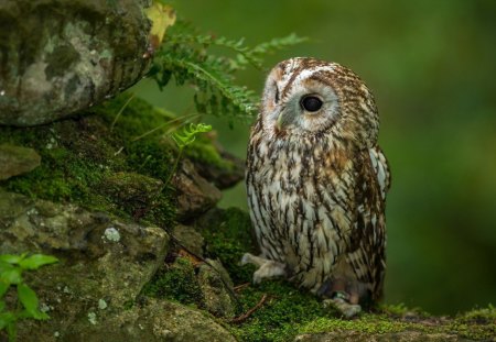 Owl - feathers, animals, moss, owl, rocks, little, birds