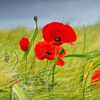 Poppies