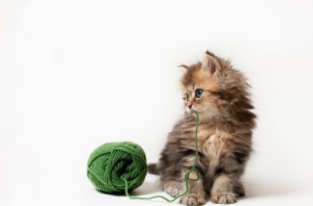 Cute cat - humor, yarn, playing, cat, kitten, funny, cute, animals, kitty