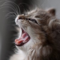 Yawning