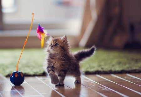 Cute cat - kitty, funny, animals, playing, cute, kitten, humor, cat