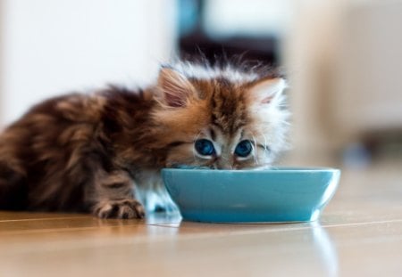 Breakfast time - kitty, funny, animals, playing, cute, kitten, humor, cat