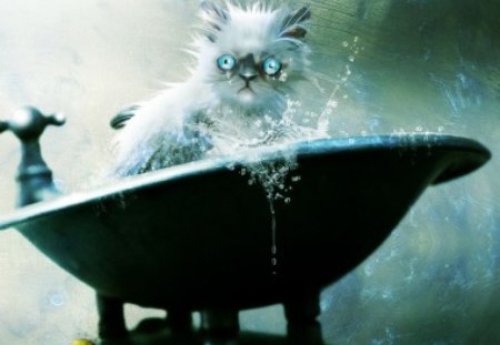 Splashing - kitty, funny, splash, humor, cat, tub