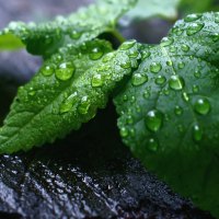 Fresh Mint Leaves