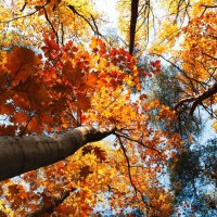 Autumn Tree Leaves