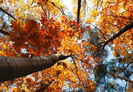 Autumn Tree Leaves - sky, leaves, tree, color, autumn