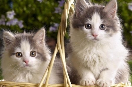 Siblings In A Basket. - a, very, of, beautiful