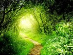 Sunlight in forest tunnel