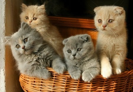 Kittens in basket - four, sweet, basket, fluffy, grey, buddies, kittens, look, cute, cats, friends, adorable, animals, kitties