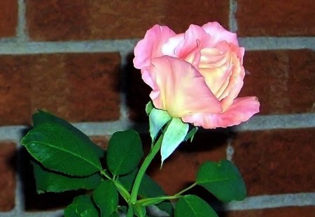 Single Pink Rose - bloom, garden, rose, pink, natural