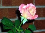 Single Pink Rose