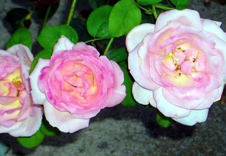 Trio of Pink Roses - garden, rose, trio, pink, three, natural