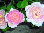 Trio of Pink Roses