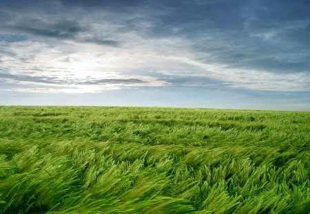 Green Wheat Field - wind, blow, daylight, sky, wheat, clouds, light, sway, field, nature, day, green