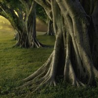 Sunset Olive Trees