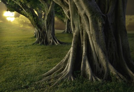 Sunset Olive Trees - clouds, trunk, trees, yellow, olive, grass, forest, daylight, sunset, nature, green, bright, field, day, sky