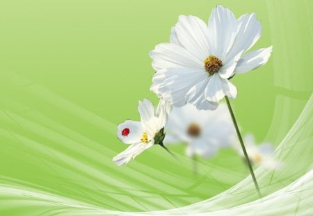 Delicate Daisies - summer, blossom, daisy, spring, flowers, daisies, fresh, breeze, silk, ladybug, fleur, bloom, wind, green, soft, subtle, lady bug, smoke