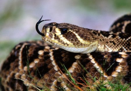 I'm Just Smelling for Prey - shapes, body, animals, daylight, eyes, day, designs, nature, diamond, snakes, smooth, green, grass, reptiles