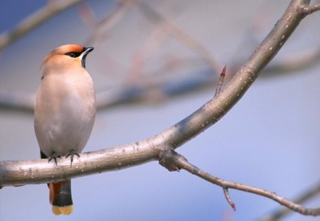 Sitting on Tree Branch - red, animals, limb, feathers, daylight, white, trees, nature, branch, beak, birds, day