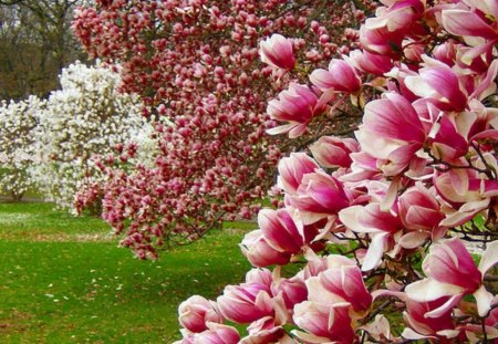 blooms - nature, flowers, yard, trees