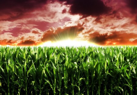 heavenly cornfield - corn, clouds, field, sunset