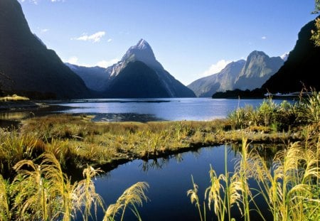 milford sound fiordland new zealand - weeds, forests, mountains, fiords