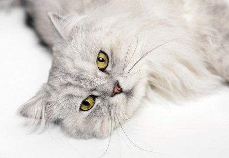 Cat - eyes, fur, white, cat