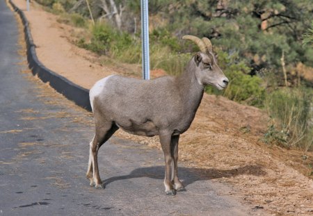 Goat - road, bush, goat, horns