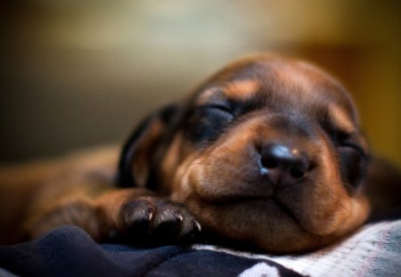 Dachshund puppy - cute, dachshund, puppy, adorable, dog