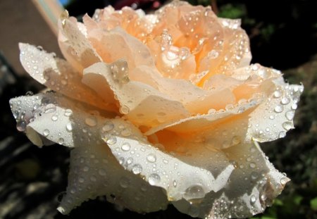 Rose with rain drops - garden, flower, drops, rose