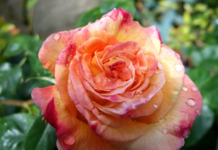 Rose - nature, garden, rose, flower