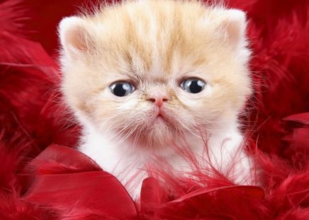 Cutten in silk - red, silk, animal, kitten, cat