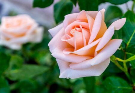 Pretty pink rose - flower, pink, nature, rose