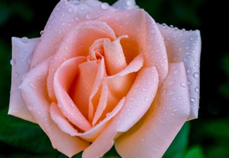 Big rose - flower, pink, nature, rose