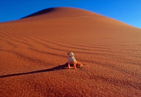 Reptil - animal, reptil, desert, dune, nature