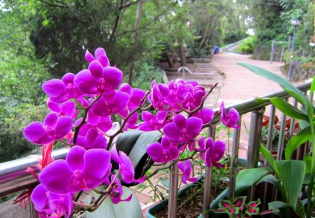 Hiking trail - hiking trail, hiking movement, orchid, plant, mountain