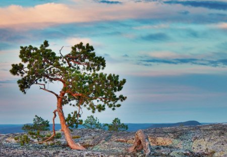 pine trees - sky, trees, clouds, pine