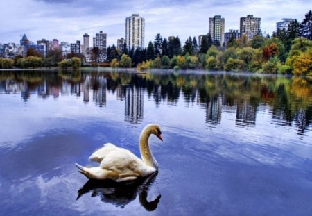 swan in the city lake - beauty, lake, animals, bird