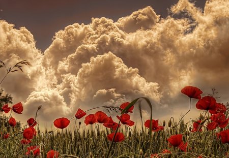 Over the Hill - hill, sky, poppies field, flowers