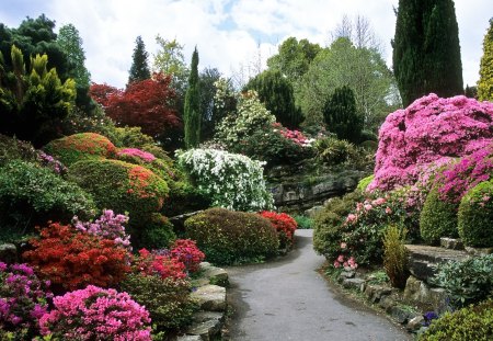 Rock Garden - azaleas, rock, flowers, garden