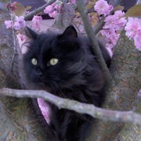 Curious Cat