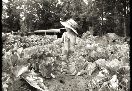 Boy in the Vegie Garden - garden, child, vegetables, nature