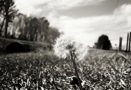 Serenity - nature, fields, peace, blacknwhite