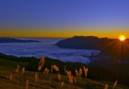 THE DAY ENDS - fog, sunset, mountain, plants