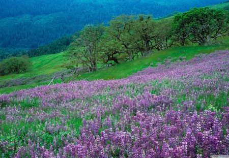 Field of Purple Flowers - forest, purple, flowers, grass, field, trees, nature, mountain, day