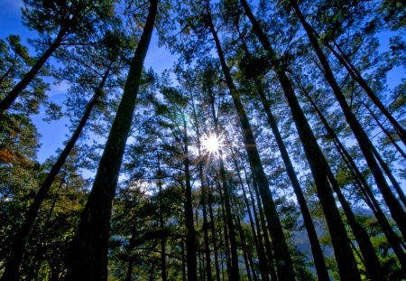 SUNBURST - sunshine, zoom shot, forest, trees, burst