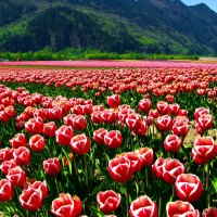 Poppy field