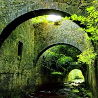 Bridge over the forest river