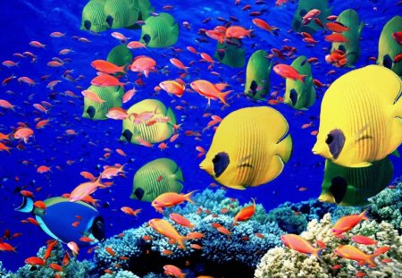 YELLOW DISCUS - wildlife, sealife, marine, undersea, oceans, fishes, coral reefs, sea, coastal